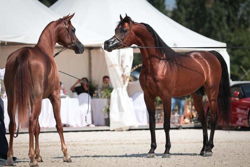 Dos caballos participantes en la  Emirates Arabian Horse. (WAM)