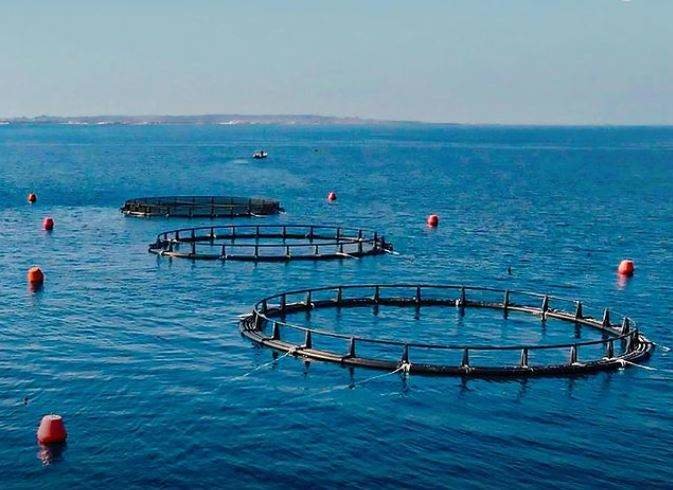 Las jaulas instaladas en la costa de Abu Dhabi. (Instagram)