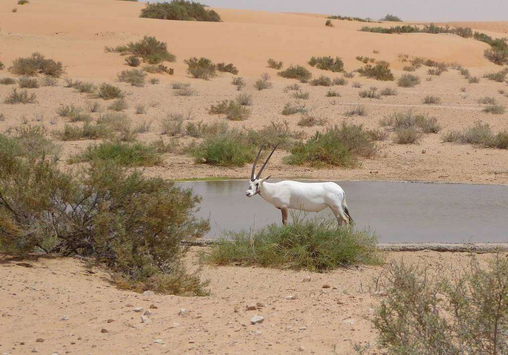 Un óryx, gran símbolo de la fauna de la región, en la Reserva de Conservación del Desierto de Dubai. (Cedida) Un óryx, gran símbolo de la fauna de la región, en la Reserva de Conservación del Desierto de Dubai. (Cedida)