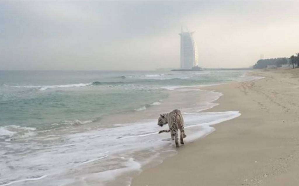 Los tigres blancos celebran el Año Nuevo en la playa de 